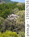 長野県埴科郡坂城町の山々に咲く山桜の花をお楽しみ下さい。 139107616