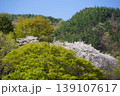 長野県埴科郡坂城町の山々に咲く山桜の花をお楽しみ下さい。 139107617