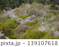 長野県埴科郡坂城町の山々に咲く山桜の花をお楽しみ下さい。 139107618