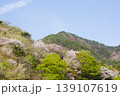 長野県埴科郡坂城町の山々に咲く山桜の花をお楽しみ下さい。 139107619