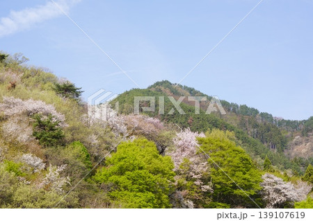 長野県埴科郡坂城町の山々に咲く山桜の花をお楽しみ下さい。 長野県埴科郡坂城町の山々に咲く山桜の花をお楽しみ下さい。 139107619