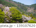 長野県埴科郡坂城町の山々に咲く山桜の花をお楽しみ下さい。 139107620