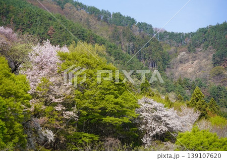 長野県埴科郡坂城町の山々に咲く山桜の花をお楽しみ下さい。 長野県埴科郡坂城町の山々に咲く山桜の花をお楽しみ下さい。 139107620