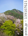 長野県埴科郡坂城町の山々に咲く山桜の花をお楽しみ下さい。 139107621