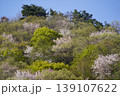 長野県埴科郡坂城町の山々に咲く山桜の花をお楽しみ下さい。 139107622