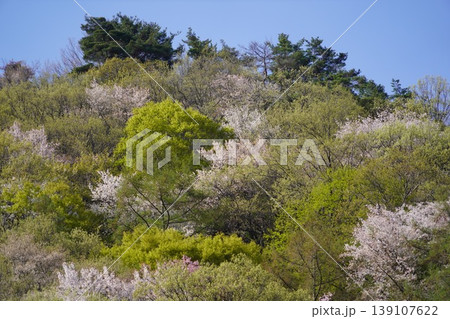 長野県埴科郡坂城町の山々に咲く山桜の花をお楽しみ下さい。 139107622