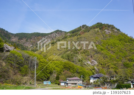 長野県埴科郡坂城町の山々に咲く山桜の花をお楽しみ下さい。 長野県埴科郡坂城町の山々に咲く山桜の花をお楽しみ下さい。 139107623