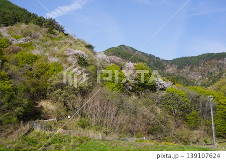 長野県埴科郡坂城町の山々に咲く山桜の花をお楽しみ下さい。 長野県埴科郡坂城町の山々に咲く山桜の花をお楽しみ下さい。 139107624