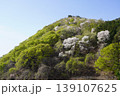 長野県埴科郡坂城町の山々に咲く山桜の花をお楽しみ下さい。 139107625
