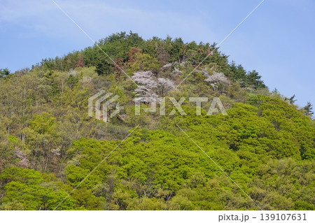 長野県埴科郡坂城町の山々に咲く山桜の花をお楽しみ下さい。 長野県埴科郡坂城町の山々に咲く山桜の花をお楽しみ下さい。 139107631