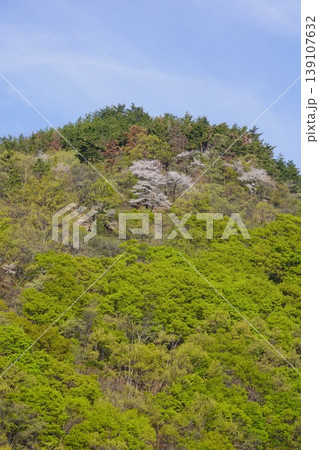 長野県埴科郡坂城町の山々に咲く山桜の花をお楽しみ下さい。 139107632