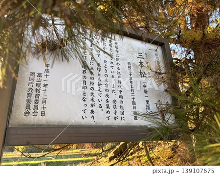 南砺市指定文化財「三本松」 南砺市指定文化財「三本松」 139107675