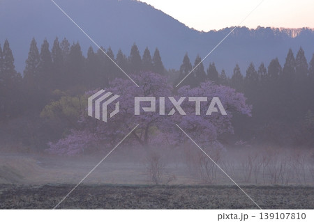 観音桜 /栃木県鹿沼市板荷 観音桜 /栃木県鹿沼市板荷 139107810