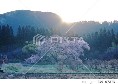観音桜 ／栃木県鹿沼市板荷 139107813
