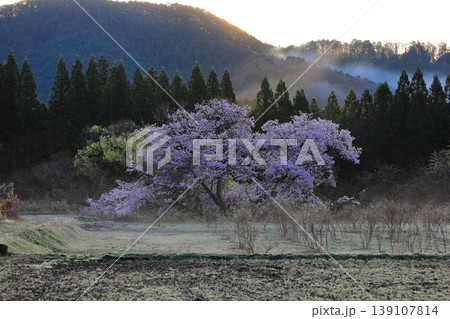 観音桜 ／栃木県鹿沼市板荷 139107814