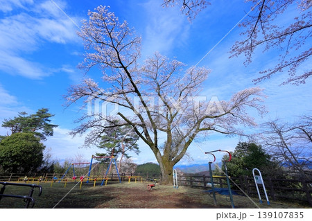 富士山公園の桜/栃木県鹿沼市 富士山公園の桜/栃木県鹿沼市 139107835