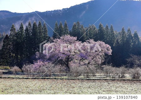 観音桜 ／栃木県鹿沼市板荷 139107840