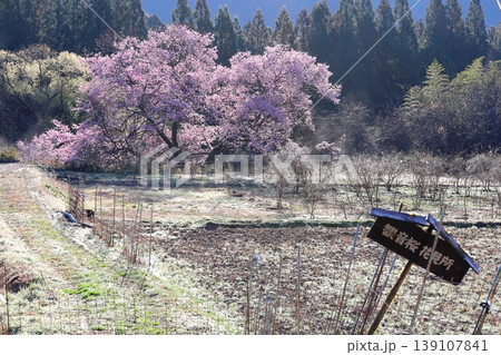 観音桜 ／栃木県鹿沼市板荷 139107841