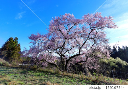 観音桜 ／栃木県鹿沼市板荷 139107844
