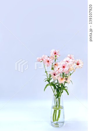 【タイトル】 花瓶に生けたラナンキュラス・アリアドネ:縦構図・白背景・コピースペース 【タイトル】 花瓶に生けたラナンキュラス・アリアドネ:縦構図・白背景・コピースペース 139107920