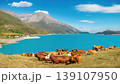 Cows resting by the turquoise alpine waters of Lac du Mont Cenis, France 139107950