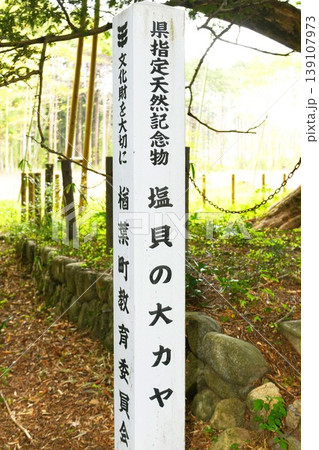 【楢葉町　福島県指定天然記念物「塩貝の大カヤ」標柱】 139107973