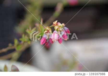 ブルーベリーの花 ブルーベリーの花 139107986