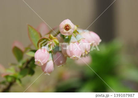ブルーベリーの花 ブルーベリーの花 139107987