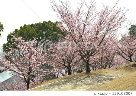 赤塚山公園の河津桜 139108007