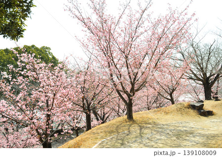 赤塚山公園の河津桜 赤塚山公園の河津桜 139108009