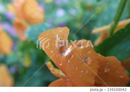雨粒が輝くオレンジの花 接写イメージ 背景素材 雨粒が輝くオレンジの花 接写イメージ 背景素材 139108042