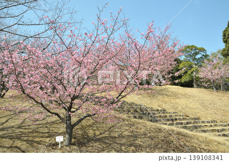 赤塚山公園の河津桜 赤塚山公園の河津桜 139108341