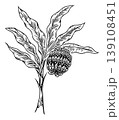 Surrealism botanical illustration, a detailed drawing of a banana plant with intricate leaves and a unique bunch. 139108451