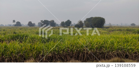 Green sugarcane crop field with distant trees and foggy rural scene Green sugarcane crop field with distant trees and foggy rural scene 139108559