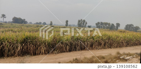 Sugarcane field with dirt road and trees in rural Pakistan landscape Sugarcane field with dirt road and trees in rural Pakistan landscape 139108562