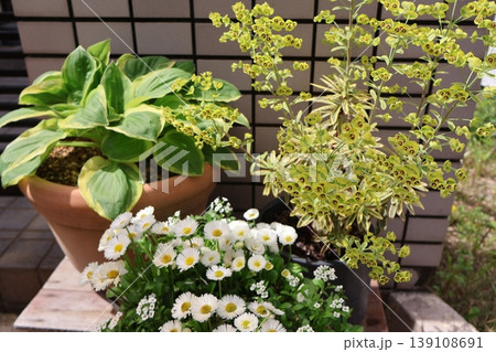 玄関前の花の寄せ鉢 139108691