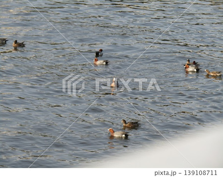 花見川河口を泳ぐ冬の渡り鳥ヒドリガモ 花見川河口を泳ぐ冬の渡り鳥ヒドリガモ 139108711