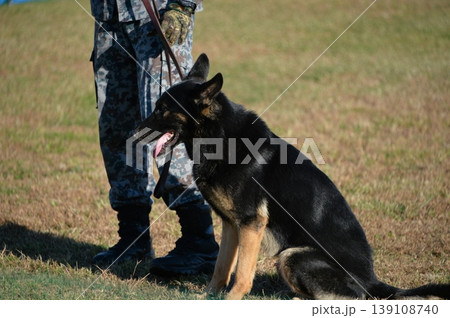 軍用犬の訓練風景 軍用犬の訓練風景 139108740