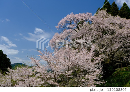 仏隆寺の桜 139108805