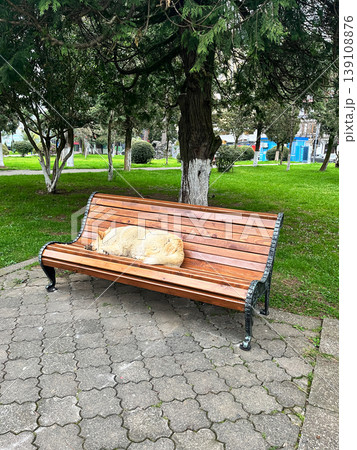 Dog resting on wooden bench in park, peaceful outdoor scene 139108876