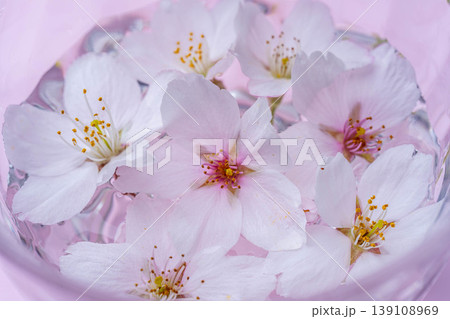 【春素材】グラスに浮かんだ桜の花【桜素材】 139108969