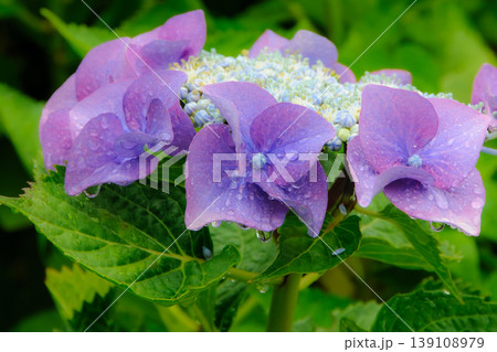雨上がりの水滴が滴る鮮やかな青紫色の紫陽花 雨上がりの水滴が滴る鮮やかな青紫色の紫陽花 139108979