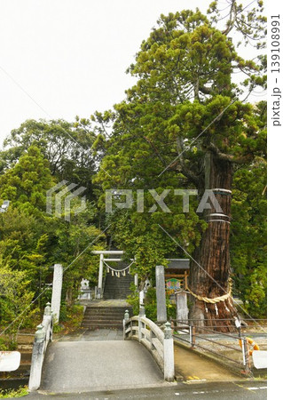 【いわき市　延喜式内社「いわき大國魂神社」参道石段と御神木の大杉】 139108991