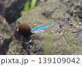 グリーンネオンテトラ 139109042