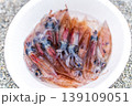 ホタルイカ 139109051