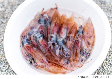 ホタルイカ 139109051