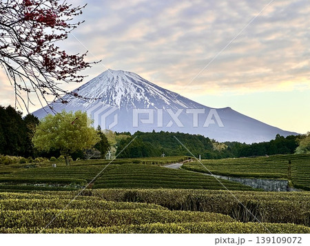 朝の茶畑から見る富士山 朝の茶畑から見る富士山 139109072