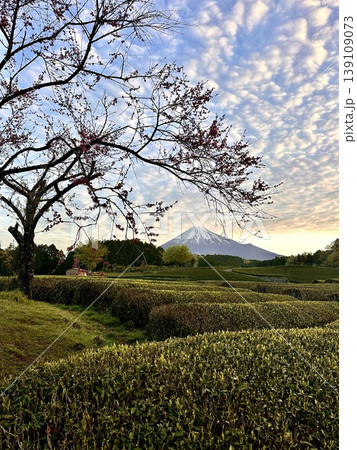 春の茶畑から見る富士山 春の茶畑から見る富士山 139109073