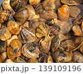 砂出し中のアサリのアップ 139109196