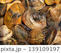 砂出し中のアサリのアップ 139109197